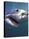 Underwater View of a Great White Shark, South Africa-Michele Westmorland-Premier Image Canvas