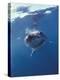 Underwater View of a Great White Shark, South Africa-Michele Westmorland-Premier Image Canvas