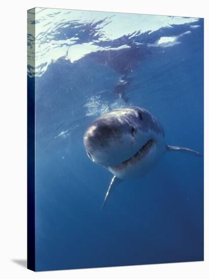 Underwater View of a Great White Shark, South Africa-Michele Westmorland-Premier Image Canvas
