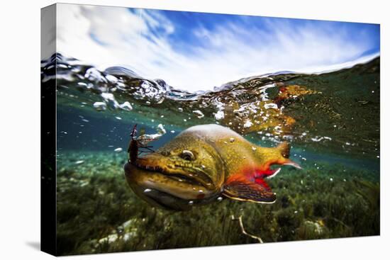 Underwater View of a Male Brook Trout in Patagonia Argentina-Matt Jones-Premier Image Canvas