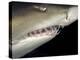 Underwater View of a Sand Tiger Shark, South Africa-Michele Westmorland-Premier Image Canvas