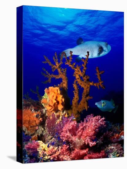 Underwater View of Bristly Puffer Fish (Arothron Hispidus) with Triggerfish and Anthias Fishes-null-Premier Image Canvas