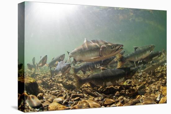 Underwater view of spawning salmon, Sitka, Alaska-Mark A Johnson-Premier Image Canvas