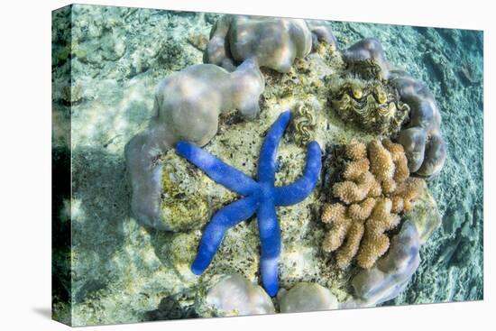 Underwater View of the Reef on Pulau Lintang Island, Anambas Archipelago, Indonesia, Southeast Asia-Michael Nolan-Premier Image Canvas