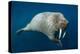 Underwater Walrus, Hudson Bay, Nunavut, Canada-Paul Souders-Premier Image Canvas