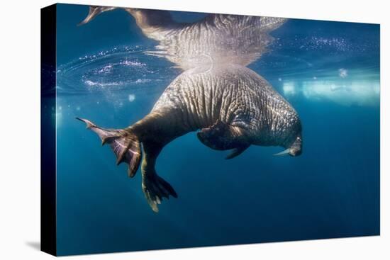 Underwater Walrus, Hudson Bay, Nunavut, Canada-Paul Souders-Premier Image Canvas