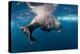 Underwater Walrus, Hudson Bay, Nunavut, Canada-Paul Souders-Premier Image Canvas