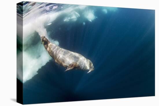 Underwater Walrus, Hudson Bay, Nunavut, Canada-Paul Souders-Premier Image Canvas