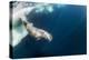 Underwater Walrus, Hudson Bay, Nunavut, Canada-Paul Souders-Premier Image Canvas