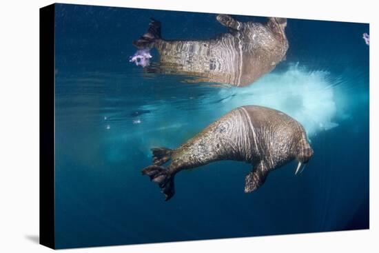 Underwater Walrus, Hudson Bay, Nunavut, Canada-Paul Souders-Premier Image Canvas