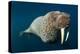 Underwater Walrus, Hudson Bay, Nunavut, Canada-Paul Souders-Premier Image Canvas