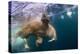 Underwater Walrus, Hudson Bay, Nunavut, Canada-Paul Souders-Premier Image Canvas