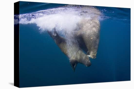 Underwater Walrus, Hudson Bay, Nunavut, Canada-Paul Souders-Premier Image Canvas