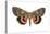 Underwing Moth (Catocala Ultronia), Ultronia Underwing, Insects-Encyclopaedia Britannica-Stretched Canvas