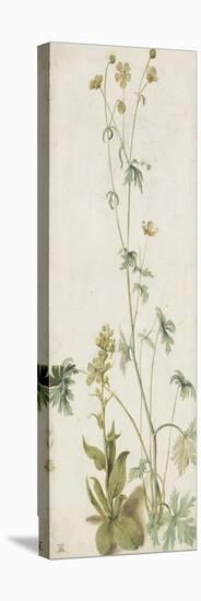 Une fleur-Albrecht Dürer-Premier Image Canvas