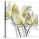 Unfocused Light 2-Albert Koetsier-Premier Image Canvas