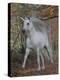 Unicorn 61-Bob Langrish-Premier Image Canvas