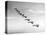 United States Army Monoplanes in Flight Formation-Bettmann-Premier Image Canvas