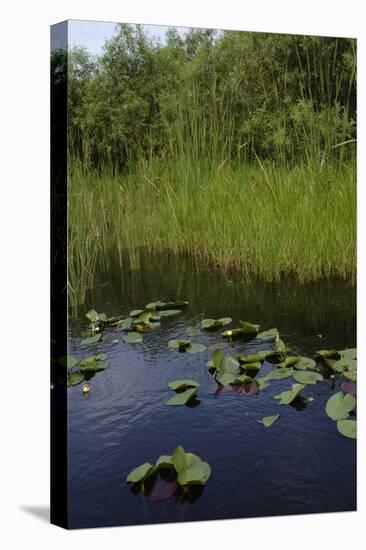 United States, Everglades National Park, Florida-null-Premier Image Canvas