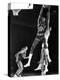 University of Kansas Basketball Star Wilt Chamberlain Playing in a Game-George Silk-Premier Image Canvas