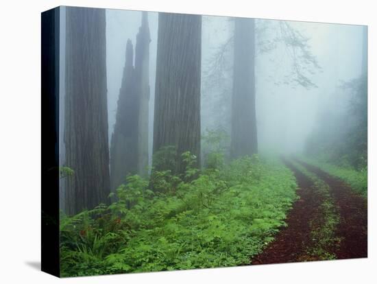 Unpaved Road in Misty Redwood Forest-Darrell Gulin-Premier Image Canvas