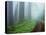 Unpaved Road in Misty Redwood Forest-Darrell Gulin-Premier Image Canvas