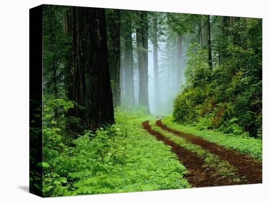 Unpaved Road in Redwoods Forest-Darrell Gulin-Premier Image Canvas