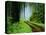 Unpaved Road in Redwoods Forest-Darrell Gulin-Premier Image Canvas