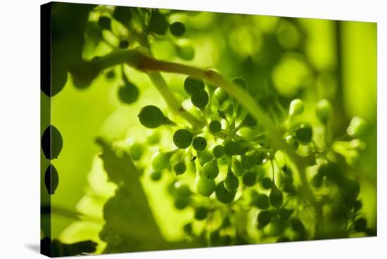 Unripe green grapes in detail on the vine in the vineyard with the sun-Axel Killian-Stretched Canvas