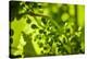 Unripe green grapes in detail on the vine in the vineyard with the sun-Axel Killian-Premier Image Canvas