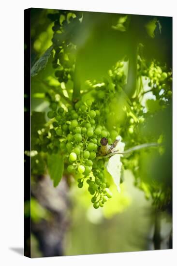 Unripe green grapes on the vine in the vineyard with the sun-Axel Killian-Stretched Canvas