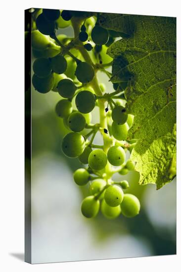 Unripe green grapes with vine leaves in detail, in the vineyard with the sun-Axel Killian-Stretched Canvas