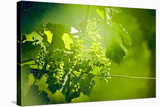 Unripe green grapes with wire on the vine in the vineyard with the sun-Axel Killian-Stretched Canvas