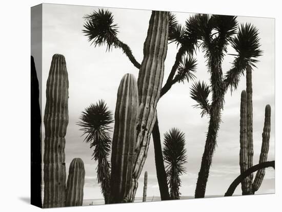 Untitled (Cactus and Joshua Trees, Mexico), c. 1967-1969 (b/w photo)-Brett Weston-Premier Image Canvas