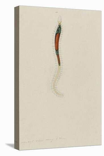 Untitled: Marine Bristle Worm-Philip Henry Gosse-Premier Image Canvas