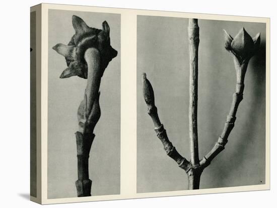 Untitled Study. 1929 (Photogravure)-Karl Blossfeldt-Premier Image Canvas