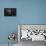 Untitled-Antonio Grambone-Premier Image Canvas displayed on a wall