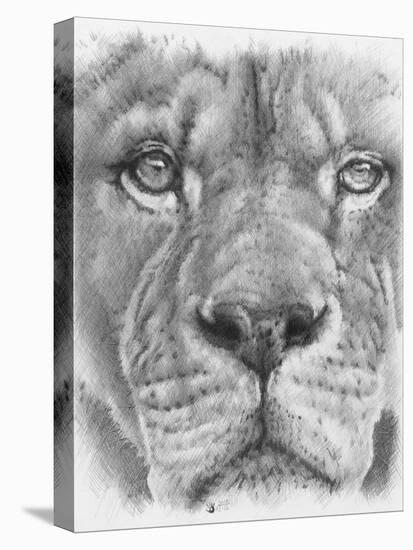 Up Close Lion-Barbara Keith-Premier Image Canvas