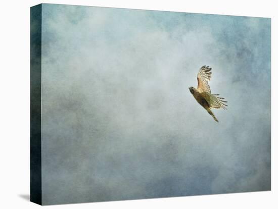 Up Up and Away Red Shouldered Hawk-Jai Johnson-Premier Image Canvas