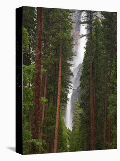 Upper and Lower Yosemite Falls. Yosemite National Park, CA-Jamie & Judy Wild-Premier Image Canvas