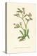 'Upright Spiked Sea Lavender', c1891, (1891)-Anne Pratt-Premier Image Canvas