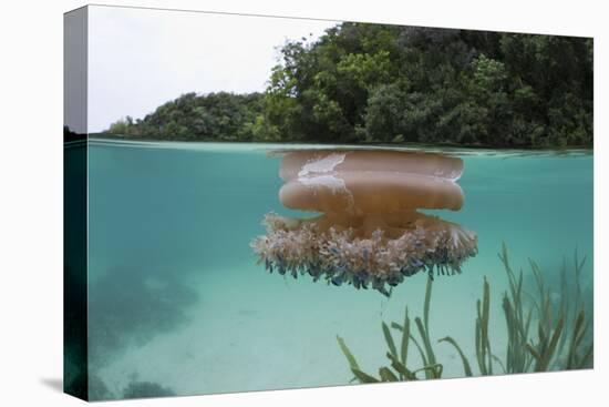 Upside-Down Jellyfish at the Ocean Surface (Cassiopea Andromeda), Risong Bay, Micronesia, Palau-Reinhard Dirscherl-Premier Image Canvas