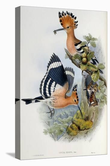 Upupa Epops (Hoopoe). From 'The Birds of Great Britain'. 1862-73-John Gould-Premier Image Canvas