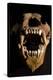 Ural Cave Bear Skull Ursus Uralensis-Paul Stewart-Premier Image Canvas