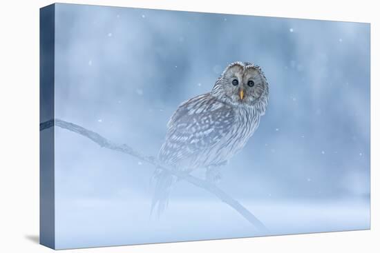 Ural Owl Portrait in Winter Forest, Ural Owl Perched in Winter Forest-null-Premier Image Canvas