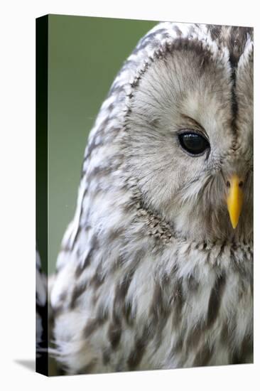 Ural Owl (Strix Uralensis) Close-Up Portrait, Bergslagen, Sweden, June 2009-Cairns-Premier Image Canvas