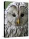 Ural Owl (Strix Uralensis) Portrait, Bergslagen, Sweden, June 2009-Cairns-Premier Image Canvas