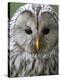 Ural Owl (Strix Uralensis) Portrait, Bergslagen, Sweden, June 2009-Cairns-Premier Image Canvas