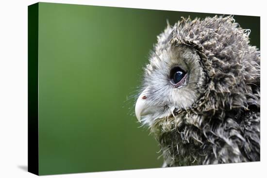 Ural Owl, Strix Uralensis, Young Animal-Ronald Wittek-Premier Image Canvas