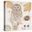 Ural Owl-Chad Barrett-Stretched Canvas